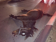 فيديو: نفوق حصان بعد حادث اصطدام مع مركبة في مدينة يافا 